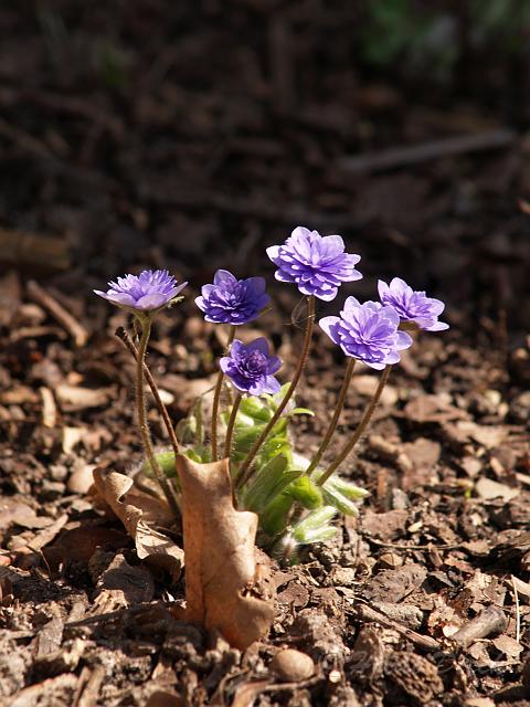 Hepatica nob.Ladislaw1.JPG